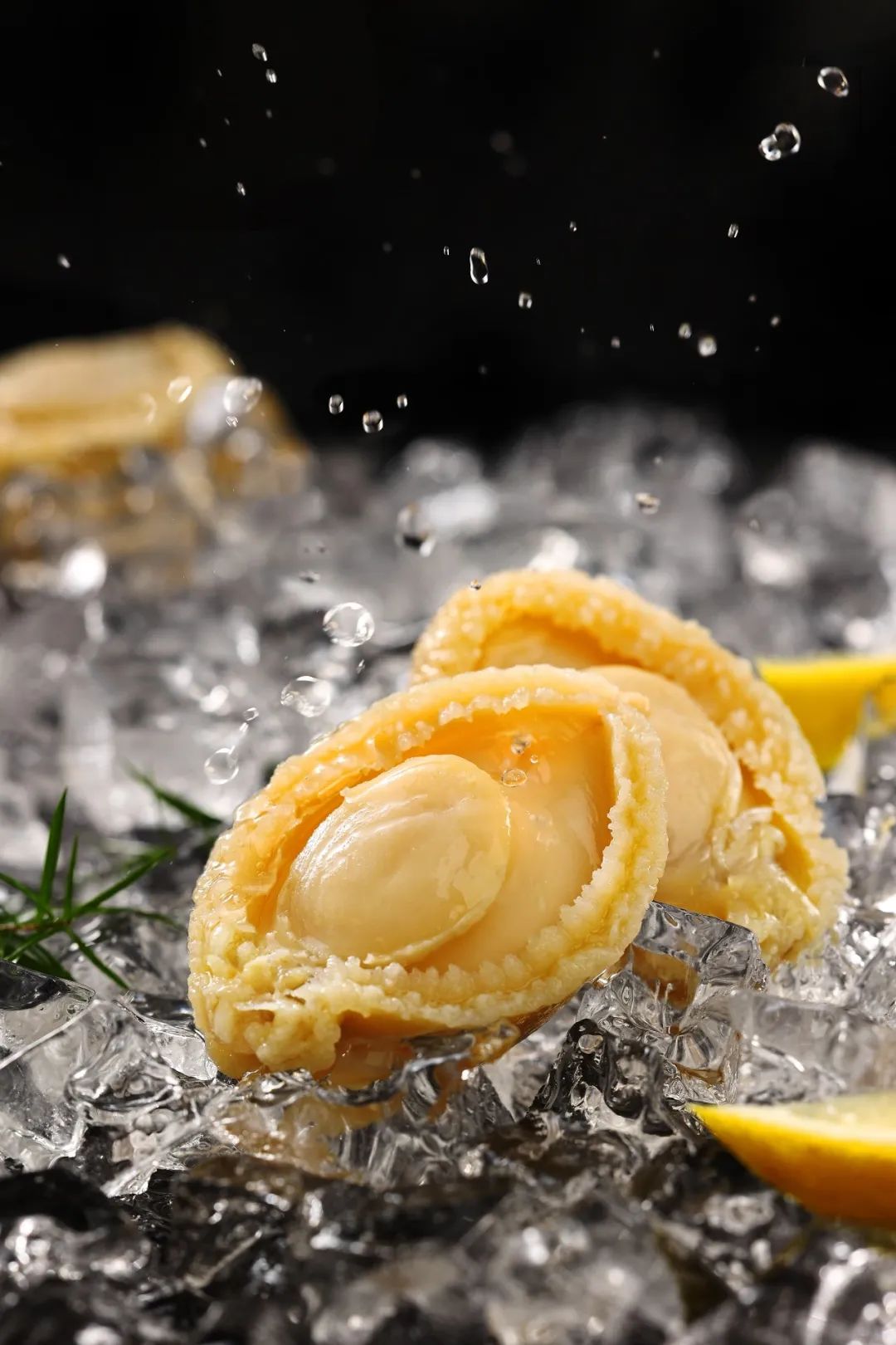 【優(yōu)質(zhì)展商】福州源豐海洋科技有限公司——我養(yǎng)鮑魚(yú)，鮑魚(yú)養(yǎng)你(圖6)