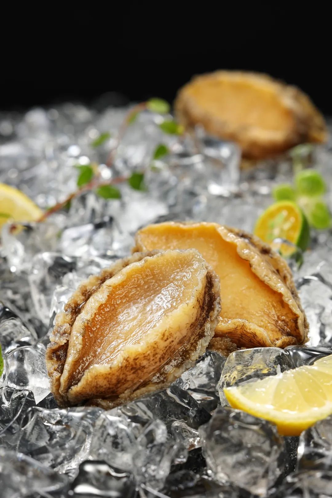 【優(yōu)質(zhì)展商】福州源豐海洋科技有限公司——我養(yǎng)鮑魚(yú)，鮑魚(yú)養(yǎng)你(圖9)