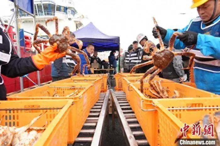 通關(guān)“零等待”！200噸俄羅斯活蟹搶鮮抵滬！(圖1)