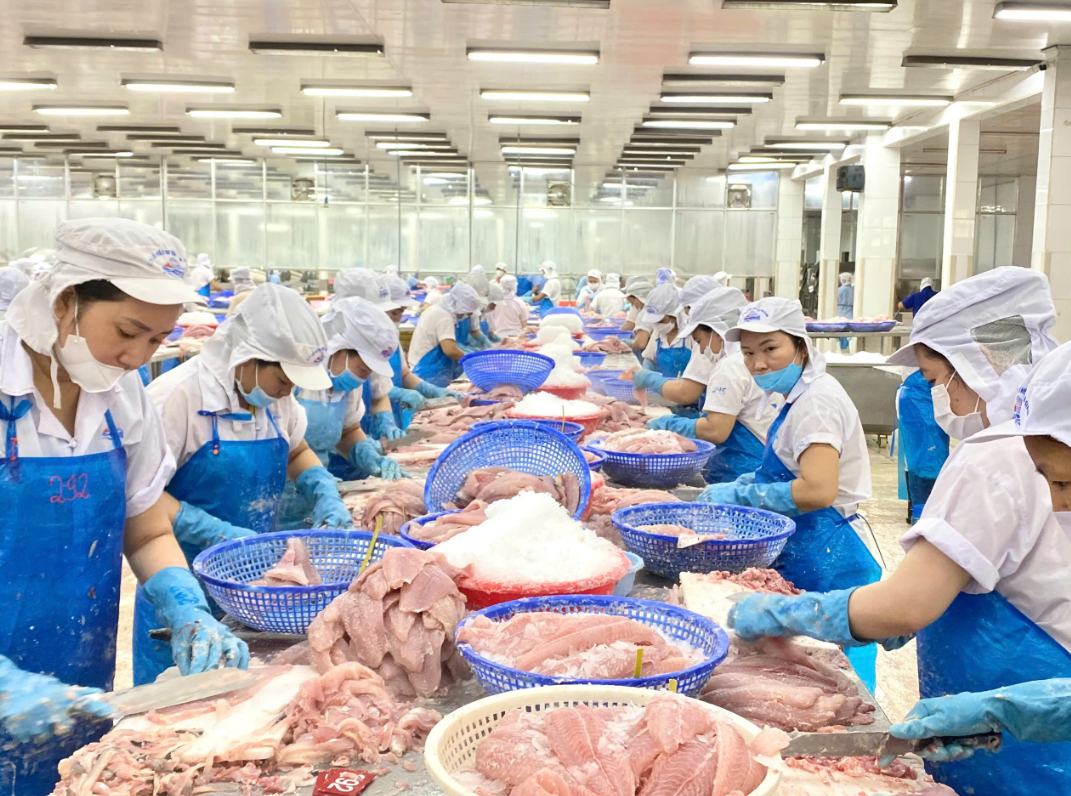 工廠需求強(qiáng)勁！2025越南巴沙魚供應(yīng)短缺，1月出口均價(jià)暴漲(圖1)