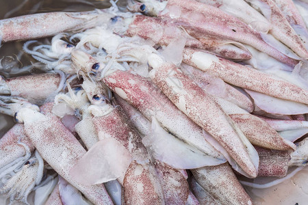 南大西洋阿根廷魷魚大爆發(fā)：漁獲量或迎歷史性豐收！(圖1)