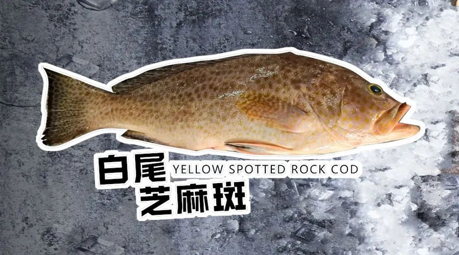 【優(yōu)質(zhì)展商】煙臺(tái)有個(gè)海進(jìn)出口有限公司——讓野生鮮味直達(dá)舌尖！(圖2)