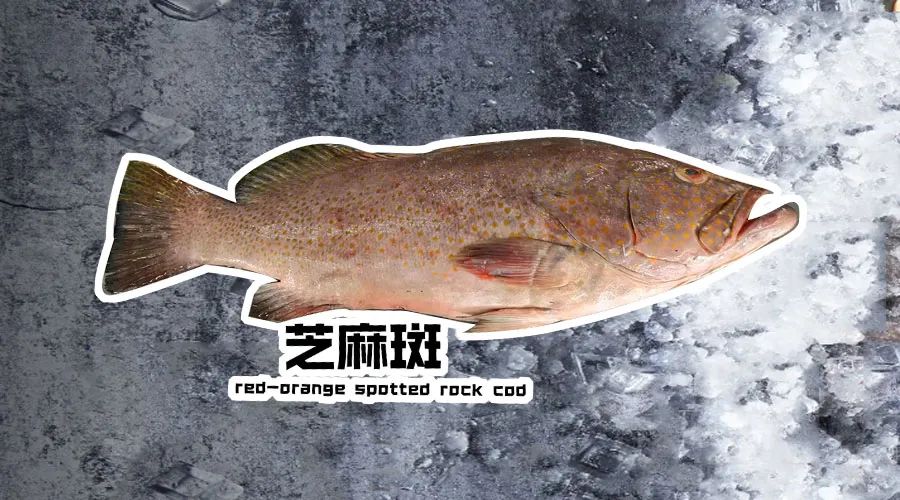 【優(yōu)質(zhì)展商】煙臺(tái)有個(gè)海進(jìn)出口有限公司——讓野生鮮味直達(dá)舌尖！(圖1)