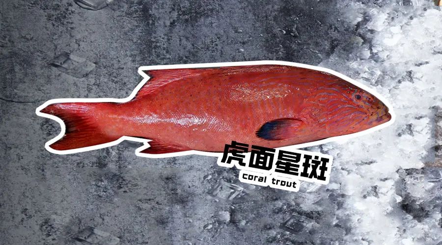 【優(yōu)質(zhì)展商】煙臺(tái)有個(gè)海進(jìn)出口有限公司——讓野生鮮味直達(dá)舌尖！(圖5)