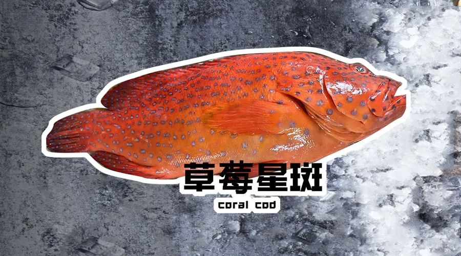 【優(yōu)質(zhì)展商】煙臺(tái)有個(gè)海進(jìn)出口有限公司——讓野生鮮味直達(dá)舌尖！(圖6)