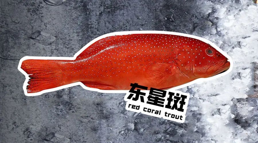 【優(yōu)質(zhì)展商】煙臺(tái)有個(gè)海進(jìn)出口有限公司——讓野生鮮味直達(dá)舌尖！(圖7)