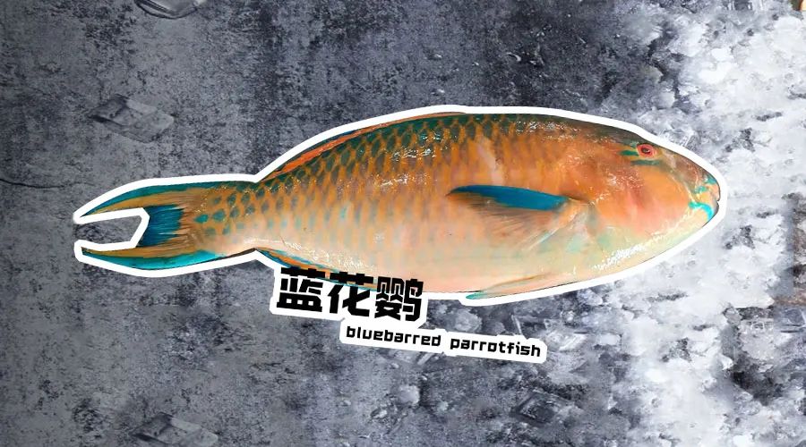 【優(yōu)質(zhì)展商】煙臺(tái)有個(gè)海進(jìn)出口有限公司——讓野生鮮味直達(dá)舌尖！(圖9)