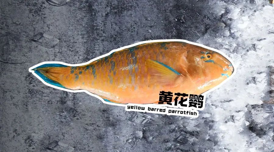 【優(yōu)質(zhì)展商】煙臺(tái)有個(gè)海進(jìn)出口有限公司——讓野生鮮味直達(dá)舌尖！(圖12)