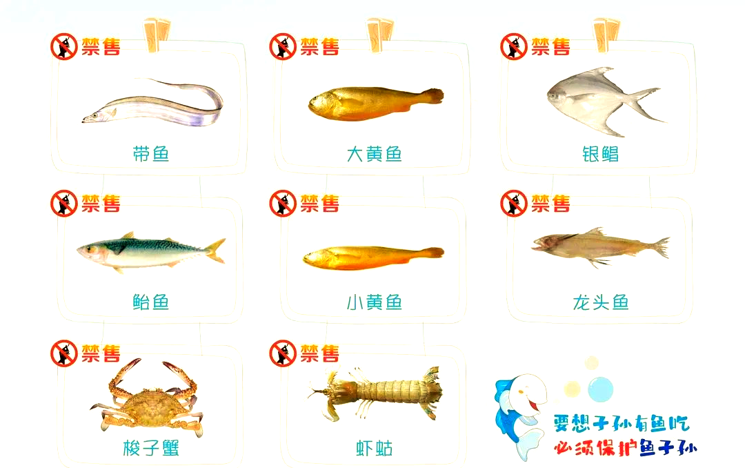 5月8日起，這8種海鮮全面禁售，違者重罰！(圖1)