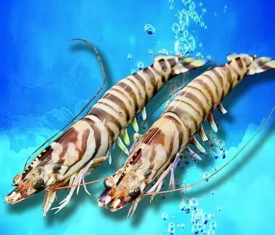 【優(yōu)質(zhì)展商】舟山市普陀華興水產(chǎn)有限公司——自營(yíng) & 代理貨物與技術(shù)進(jìn)出口(圖4)