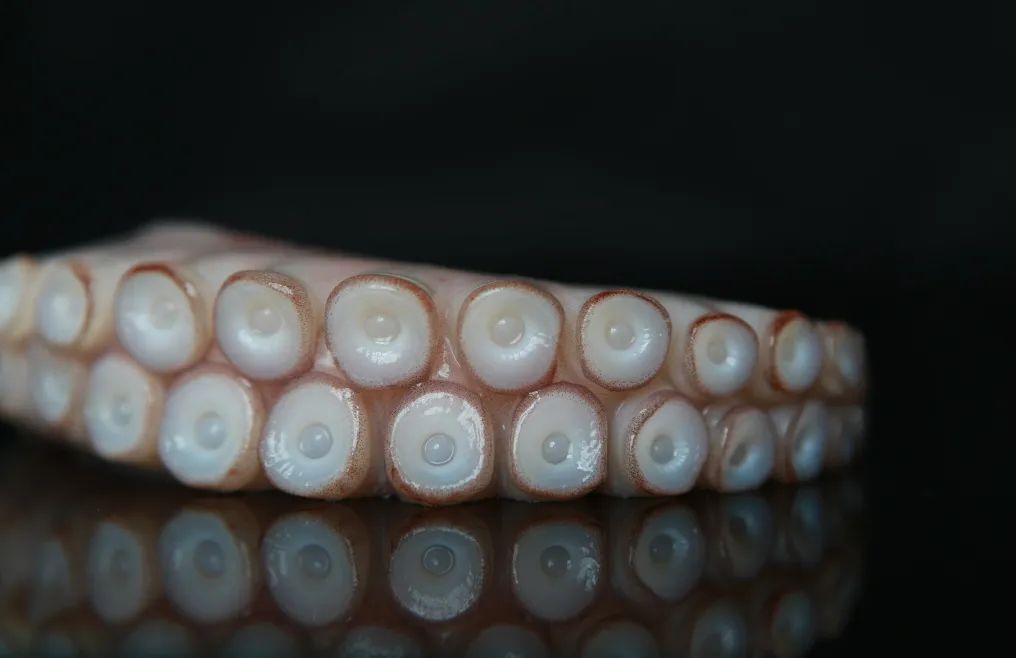 【優(yōu)質(zhì)展商】舟山市普陀華興水產(chǎn)有限公司——自營(yíng) & 代理貨物與技術(shù)進(jìn)出口(圖3)