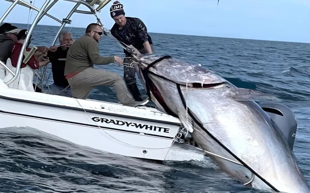 從喂犯人的“垃圾魚(yú)”到日本餐桌的奢侈品，金槍魚(yú)如何做到身價(jià)暴漲？中國(guó)年捕30多萬(wàn)噸又銷(xiāo)售到哪了？(圖3)