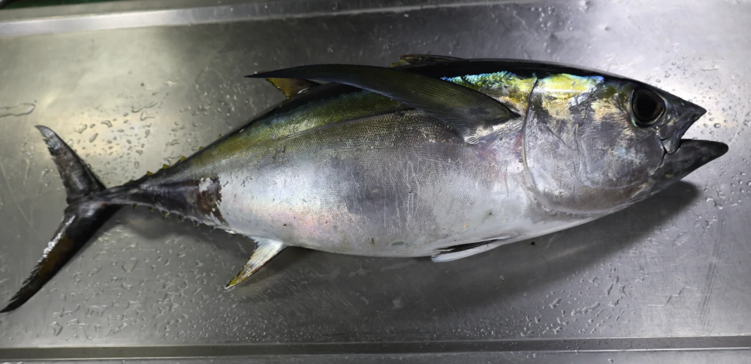 從喂犯人的“垃圾魚(yú)”到日本餐桌的奢侈品，金槍魚(yú)如何做到身價(jià)暴漲？中國(guó)年捕30多萬(wàn)噸又銷(xiāo)售到哪了？(圖16)