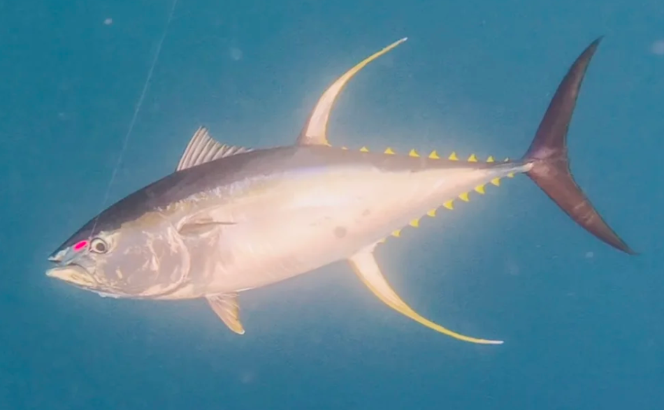 從喂犯人的“垃圾魚(yú)”到日本餐桌的奢侈品，金槍魚(yú)如何做到身價(jià)暴漲？中國(guó)年捕30多萬(wàn)噸又銷(xiāo)售到哪了？(圖17)