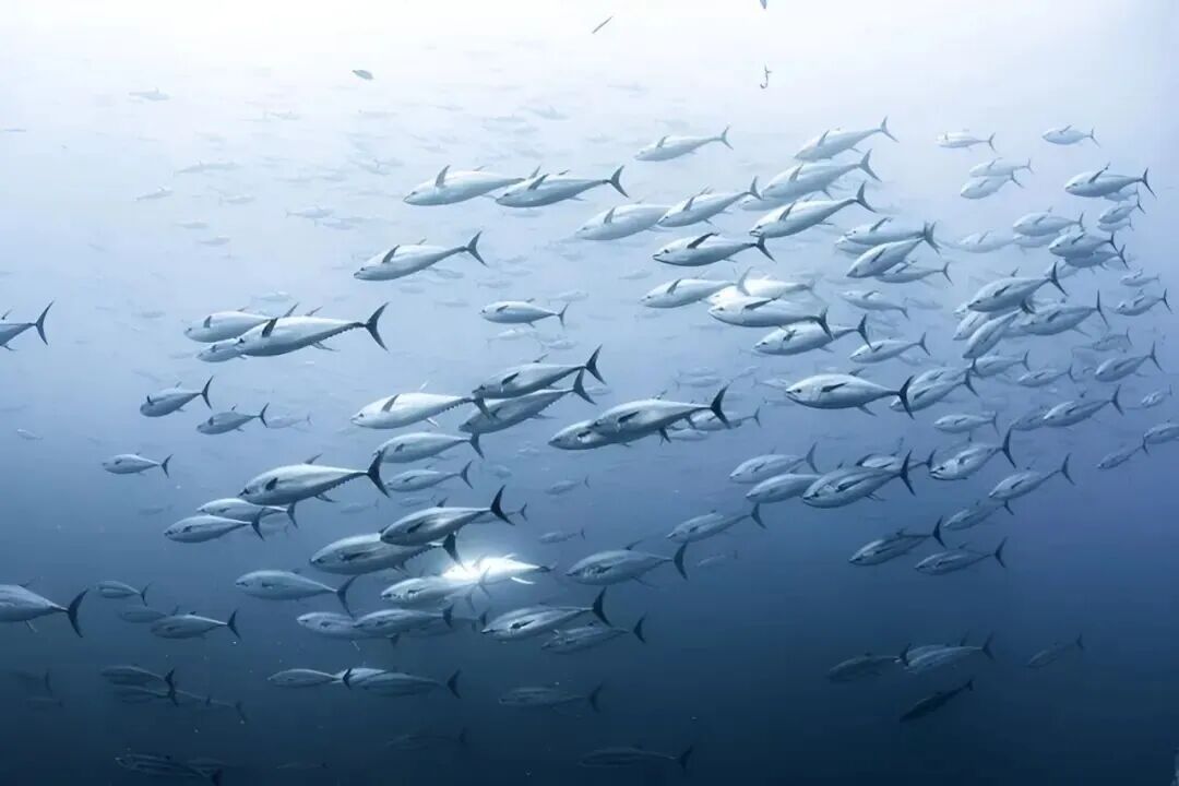 從喂犯人的“垃圾魚(yú)”到日本餐桌的奢侈品，金槍魚(yú)如何做到身價(jià)暴漲？中國(guó)年捕30多萬(wàn)噸又銷(xiāo)售到哪了？(圖18)