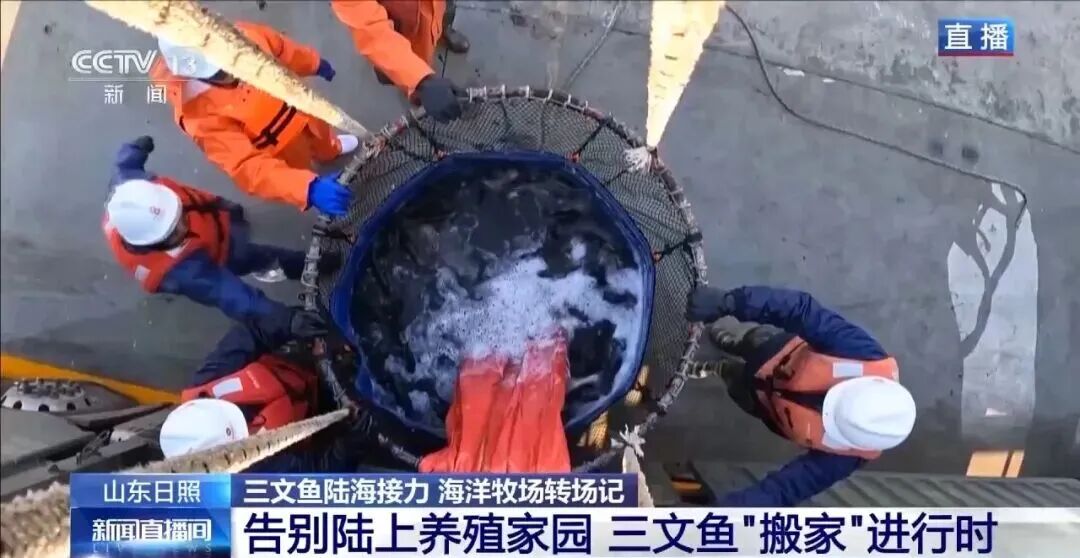 直擊海洋牧場(chǎng)轉(zhuǎn)場(chǎng) | 我國(guó)迎來三文魚陸海接力養(yǎng)殖時(shí)代(圖1)