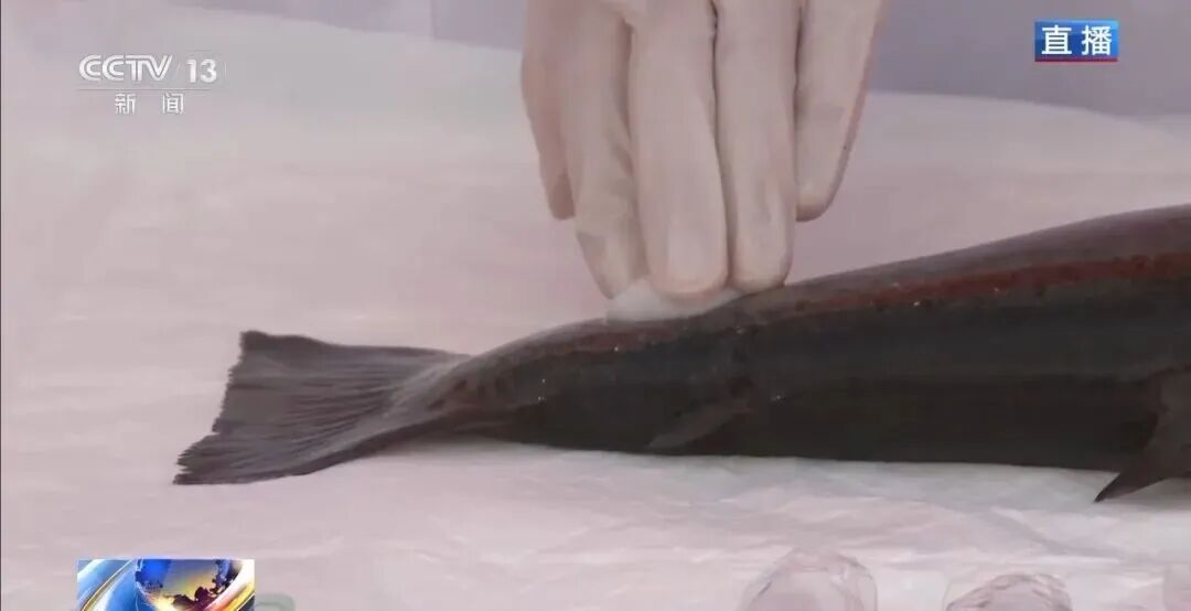 直擊海洋牧場(chǎng)轉(zhuǎn)場(chǎng) | 我國(guó)迎來三文魚陸海接力養(yǎng)殖時(shí)代(圖3)