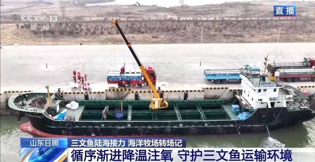 直擊海洋牧場(chǎng)轉(zhuǎn)場(chǎng) | 我國(guó)迎來三文魚陸海接力養(yǎng)殖時(shí)代(圖5)