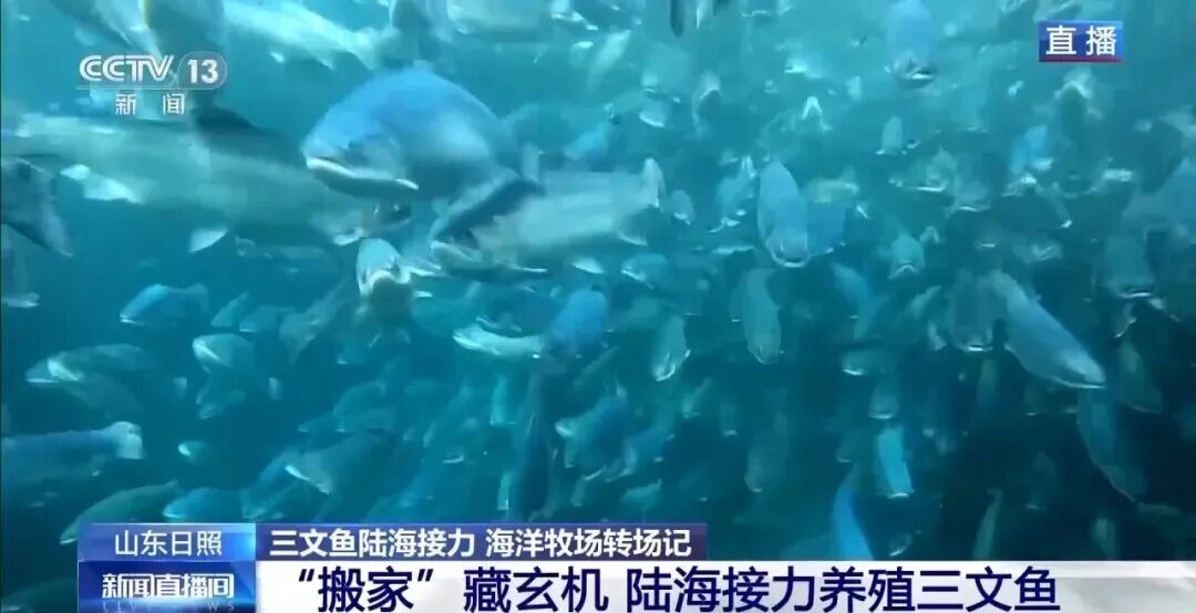 直擊海洋牧場(chǎng)轉(zhuǎn)場(chǎng) | 我國(guó)迎來三文魚陸海接力養(yǎng)殖時(shí)代(圖7)