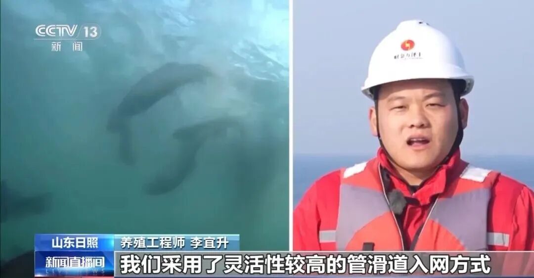 直擊海洋牧場(chǎng)轉(zhuǎn)場(chǎng) | 我國(guó)迎來三文魚陸海接力養(yǎng)殖時(shí)代(圖9)