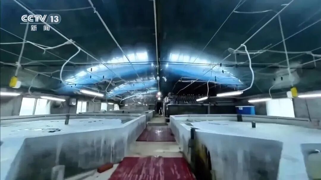 直擊海洋牧場(chǎng)轉(zhuǎn)場(chǎng) | 我國(guó)迎來三文魚陸海接力養(yǎng)殖時(shí)代(圖14)