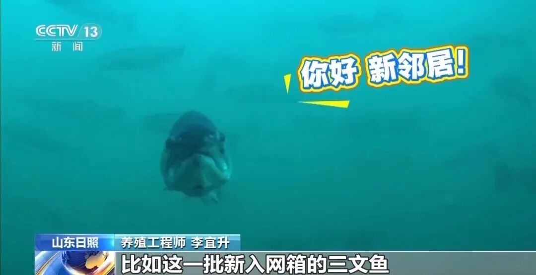 直擊海洋牧場(chǎng)轉(zhuǎn)場(chǎng) | 我國(guó)迎來三文魚陸海接力養(yǎng)殖時(shí)代(圖10)