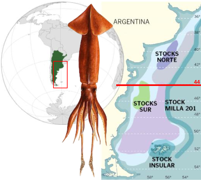 阿根廷魷魚季開局不利：惡劣天氣與資源分散致“零漁獲”(圖3)