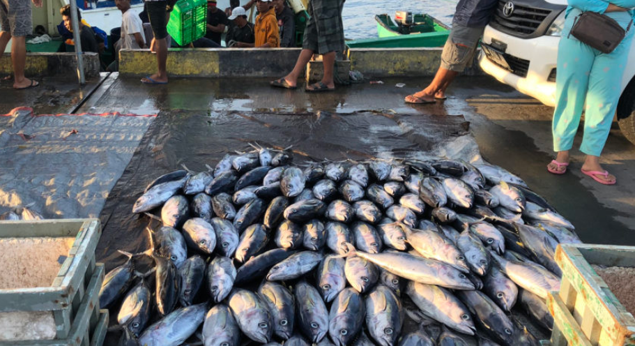 日本向印尼金槍魚敞開大門！11類海產(chǎn)品將降至0關(guān)稅(圖3)