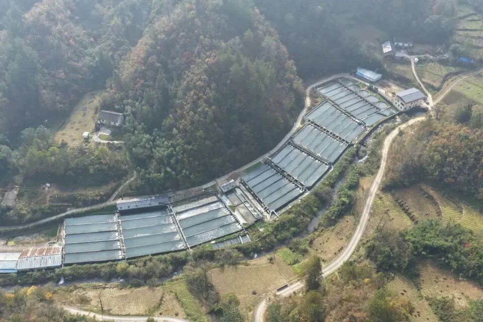 秦嶺深處養(yǎng)出“冷泉三文魚”，商洛探索漁業(yè)新路徑(圖1)