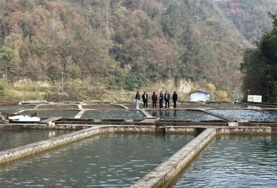 秦嶺深處養(yǎng)出“冷泉三文魚”，商洛探索漁業(yè)新路徑(圖5)