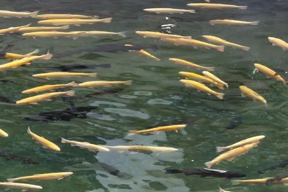 秦嶺深處養(yǎng)出“冷泉三文魚”，商洛探索漁業(yè)新路徑(圖2)