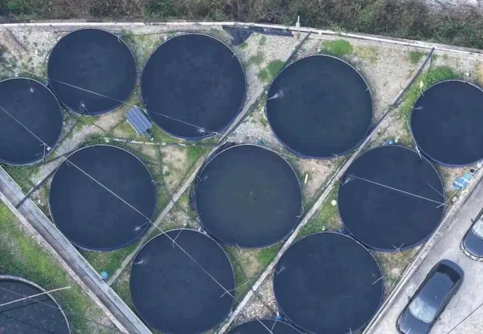 秦嶺深處養(yǎng)出“冷泉三文魚”，商洛探索漁業(yè)新路徑(圖3)