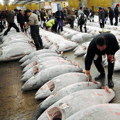 日本金槍魚市場(chǎng)第9周出現(xiàn)分化 冷凍藍(lán)鰭金槍魚價(jià)格飆升38%(圖2)