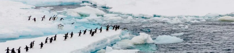 南極聯(lián)盟反對(duì)對(duì)磷蝦漁業(yè)的MSC再認(rèn)證(圖3)