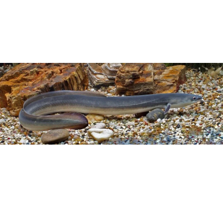 鰻鱺人工繁育獲重大突破：300余萬尾仔魚首次成功孵化