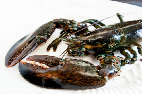 China on cusp of overtaking US as Canada’s top lobster export market