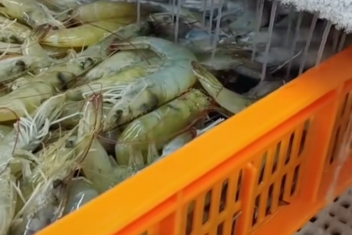 厄瓜多爾白蝦開(kāi)年價(jià)格保持穩(wěn)定，中國(guó)成厄瓜多爾白蝦 “壓艙石”