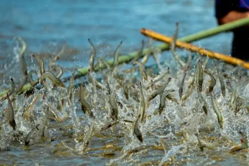 全球養(yǎng)殖蝦產(chǎn)量預(yù)計(jì)2026年達(dá)到634萬(wàn)噸