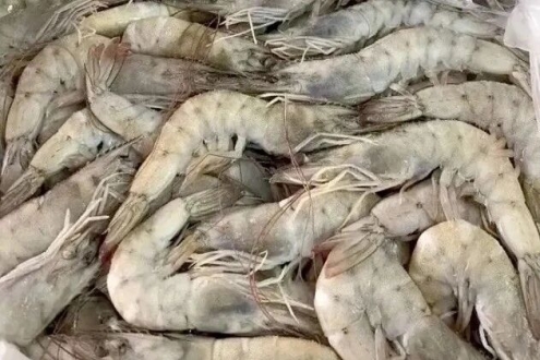 新規(guī)來(lái)了！白蝦二氧化硫超標(biāo)罰千元還上征信，南美白蝦市場(chǎng)或迎暴漲？