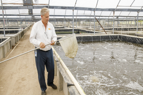 CEO被捕、全員解雇，高端蝦品牌“太陽蝦”何去何從？