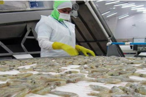 厄瓜多爾白蝦對(duì)中國(guó)出口在2026年1月 同比增長(zhǎng)33%