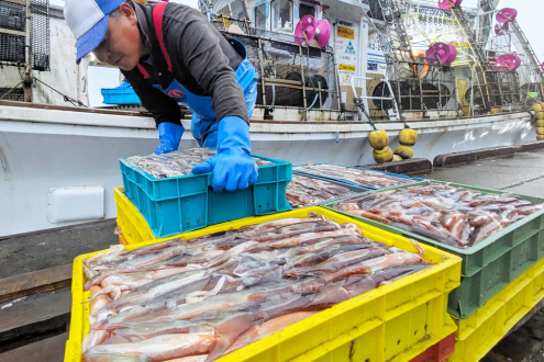 全球魷魚緊缺：日本與韓國跨洋爭奪“黃金魷魚”