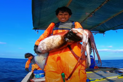 305,417噸封頂！秘魯巨型魷魚捕撈配額確定