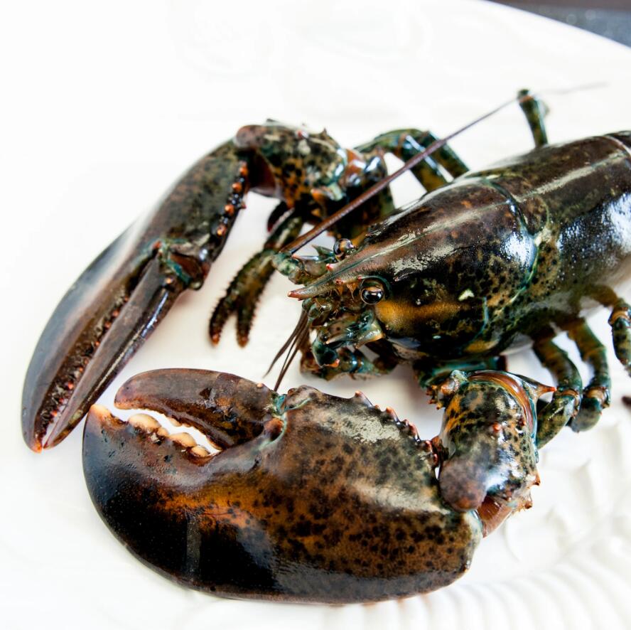 China on cusp of overtaking US as Canada’s top lobster export market(圖1)