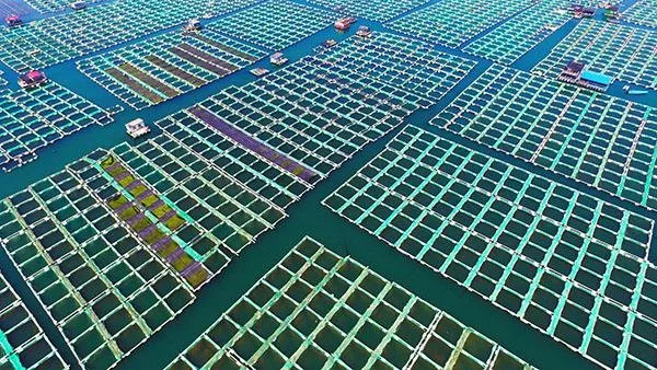 我們吃了多少魚？產(chǎn)量、進(jìn)口量、市場趨勢，數(shù)據(jù)看中國海產(chǎn)消費的影響力(圖5)