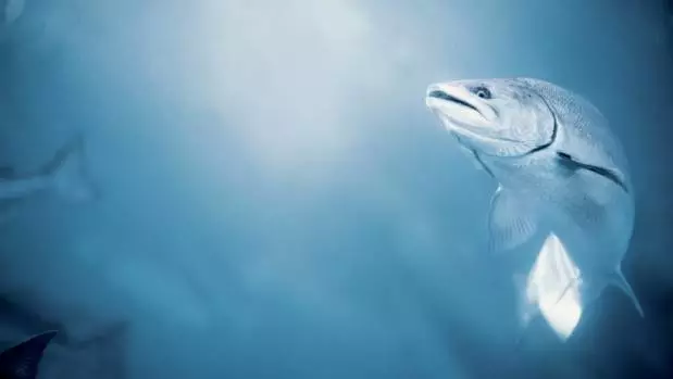 消費(fèi)帶動(dòng)海產(chǎn)電商產(chǎn)業(yè)升級(jí)，為海鮮進(jìn)口提供機(jī)遇！(圖9)