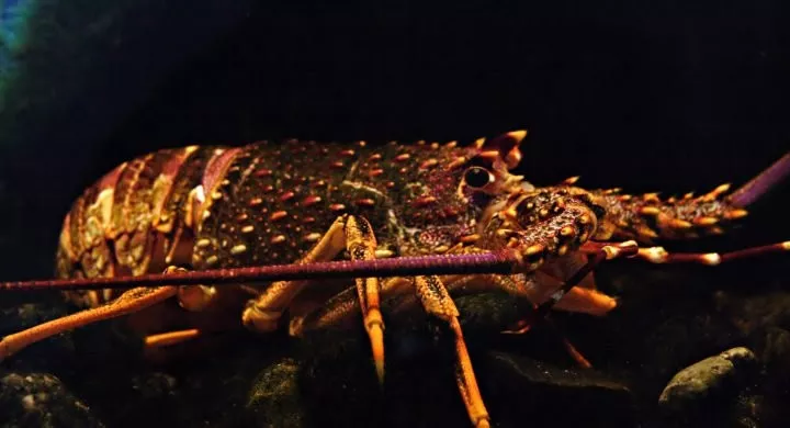 受貿(mào)易戰(zhàn)影響，新西蘭龍蝦產(chǎn)業(yè)可能要在中美兩大市場選邊站(圖2)