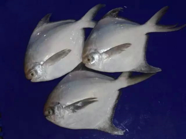 歡迎巴基斯坦供應商Maritime Fisheries再次亮相2018上海國際漁博會(圖4)