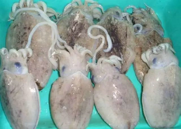 歡迎巴基斯坦供應商Maritime Fisheries再次亮相2018上海國際漁博會(圖6)