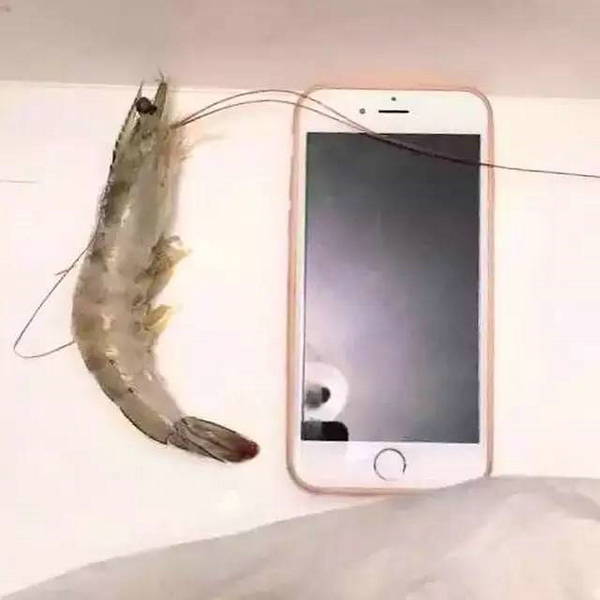 四載相伴，上海漁博會與厄瓜多爾再盼砥礪前行(圖6)